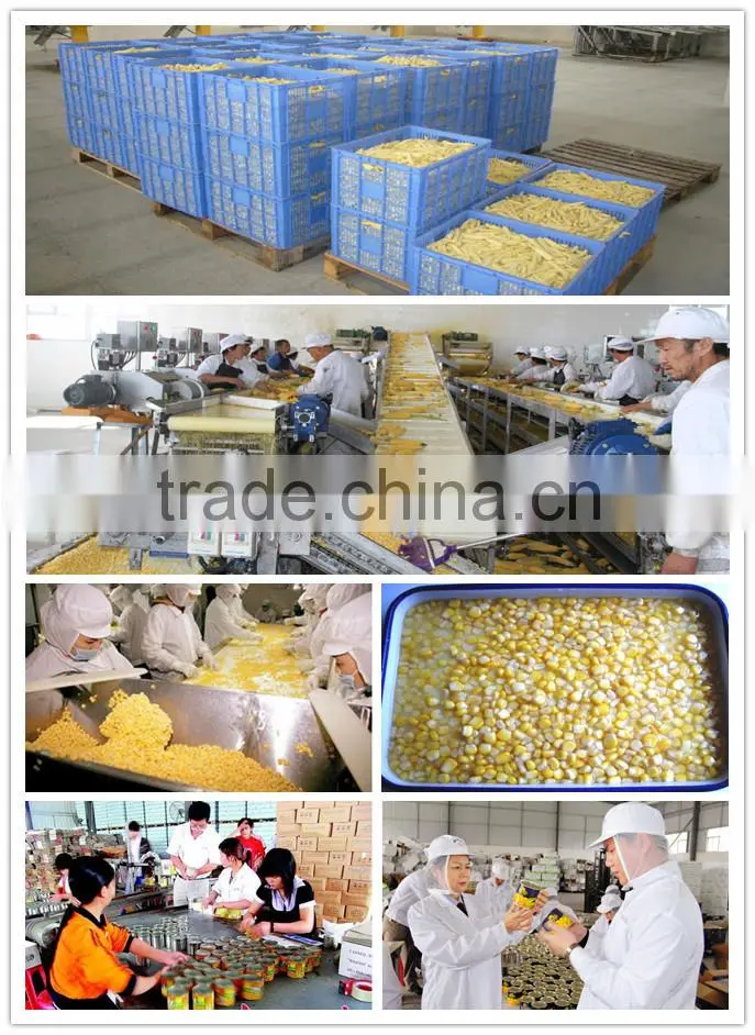 Corn, whole corn, corn kernel, sweet taste, canned product, lowest price from China