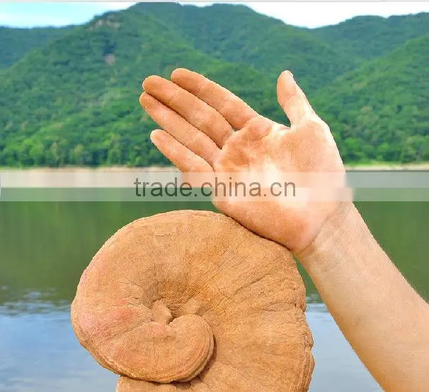 Duan Wood Reishi,Ganoderma lucidum