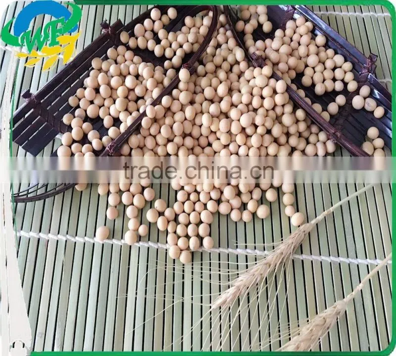 Yellow Soybean