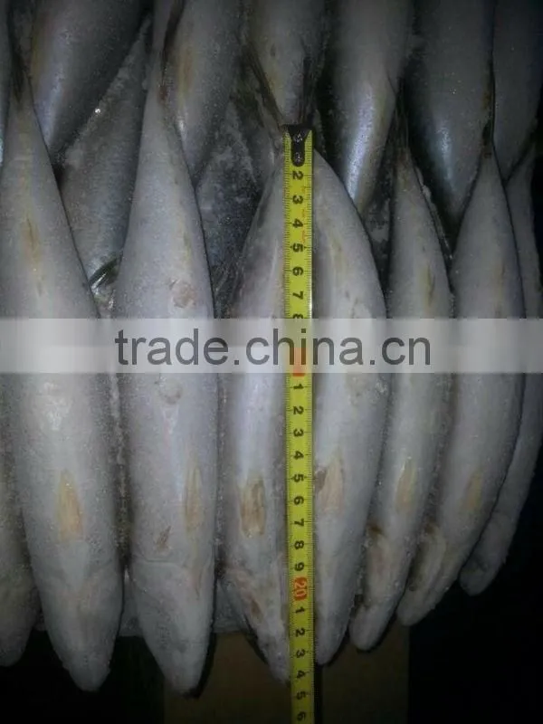 Grade A WR frozen mackerel 300-400g.