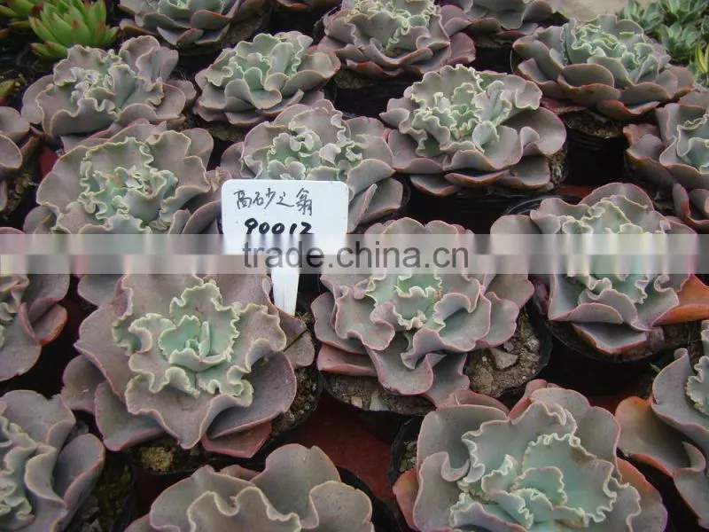 succulent plants