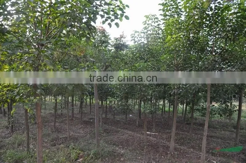 Big size Bischofia polycarpa tree seedling from China