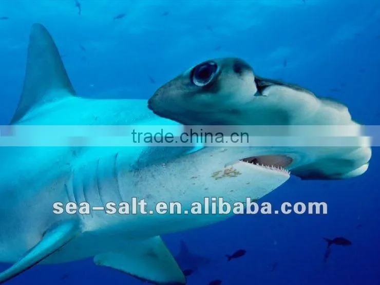 Marine Aquaculture Sea Salt For Guppy Fish And Arowana Fish