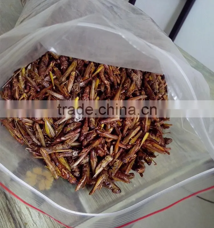 Poultry feed raw materials dried grasshopper