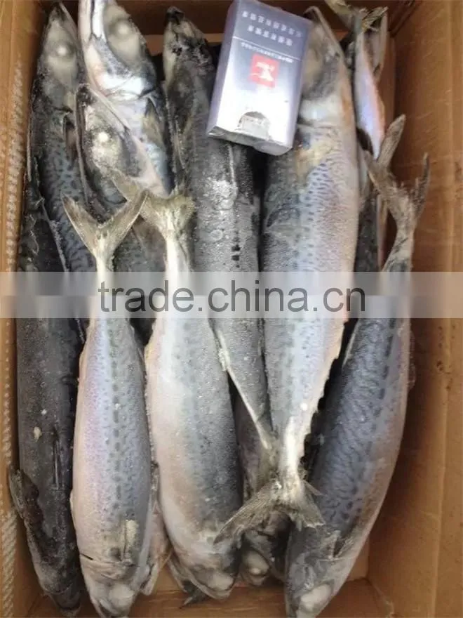 frozen good quality pacific mackerel