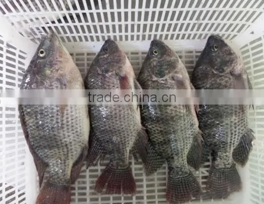 BQF good quality Tilapia whole round 200-300g 300-500g