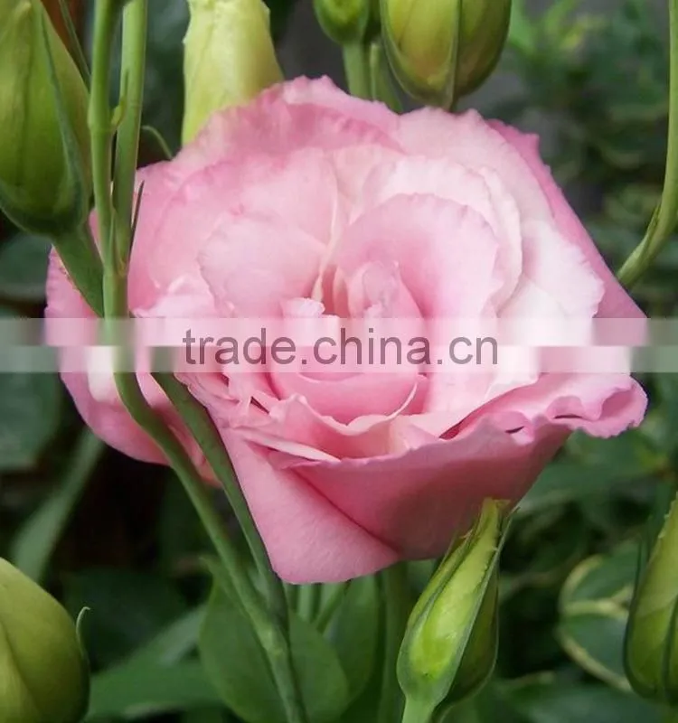 Good quality manufacture eustomas high quality