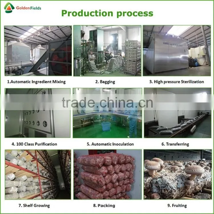 Market Price for Mushroom,Shiitake Mushroom Price,Mushroom For Sale