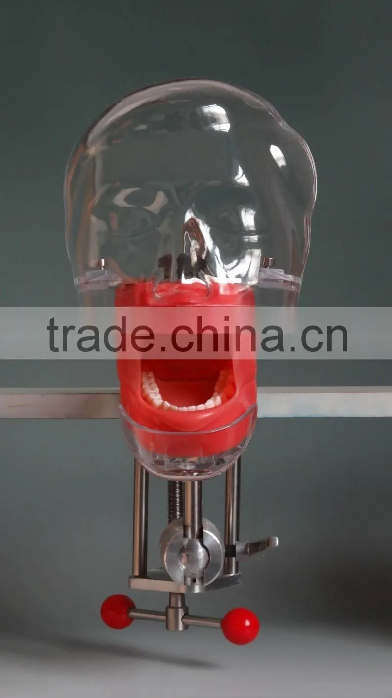 Dental model simple head mold DEA-25