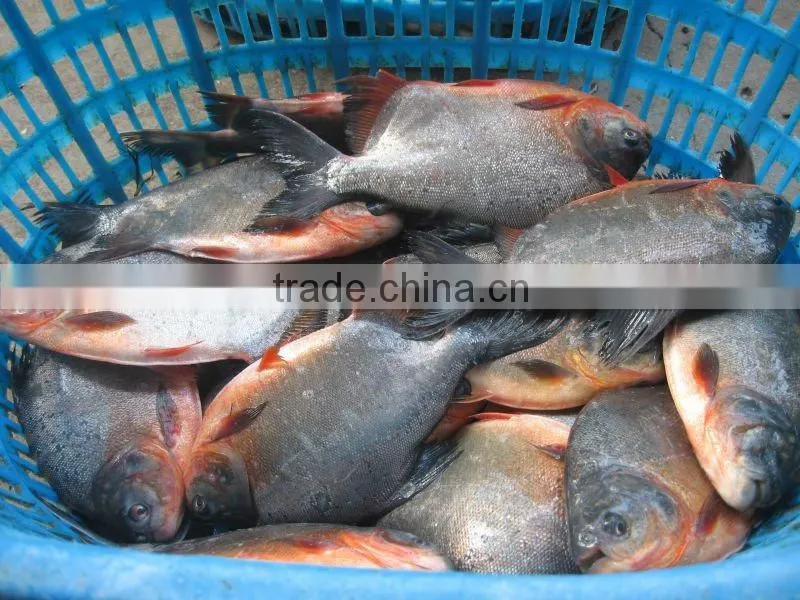 China origin frozen black pomfret 500-1000g IQF