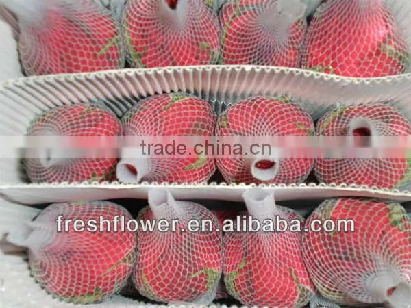 wholesale fresh big red rose flower