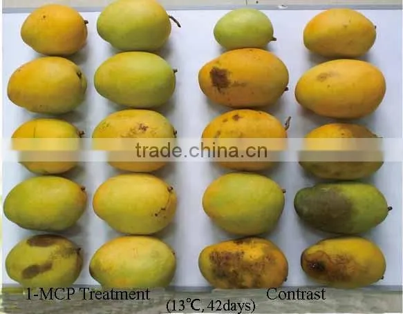 1-Methylcyclopropene slow down the ripening speed of fruits