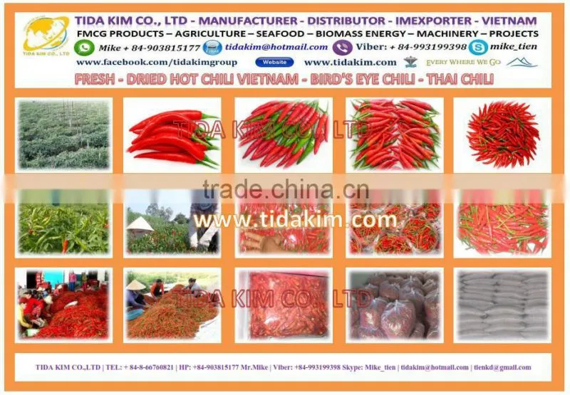 CAULERPA LENTILLIFERA FRESH SEAGRAPES - SEAWEED VIETNAM GREEN CAVIAR OKINAWA DEHYDRATED JAPAN TIDA KIM OEM PRODUCTION SEAFOOD