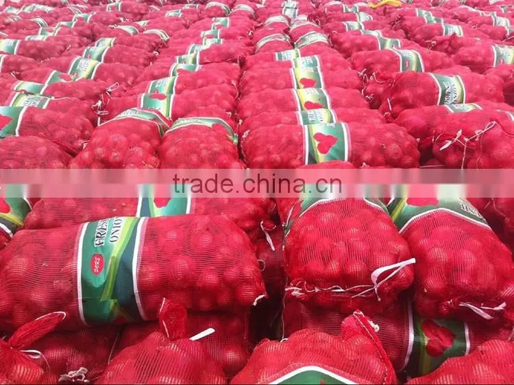 onions exporters