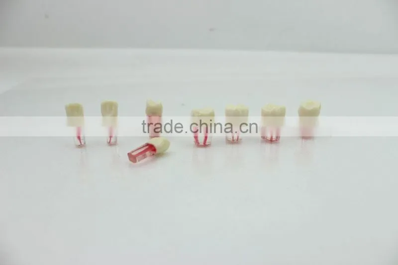 Dental modle Internship root canal tooth model DEA-29