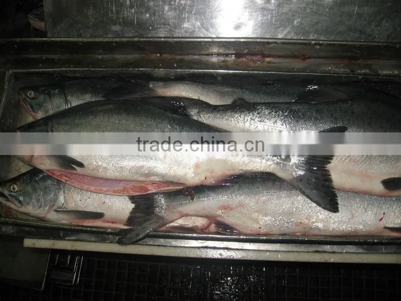 high quality atlantic pink salmon fillet for EU market