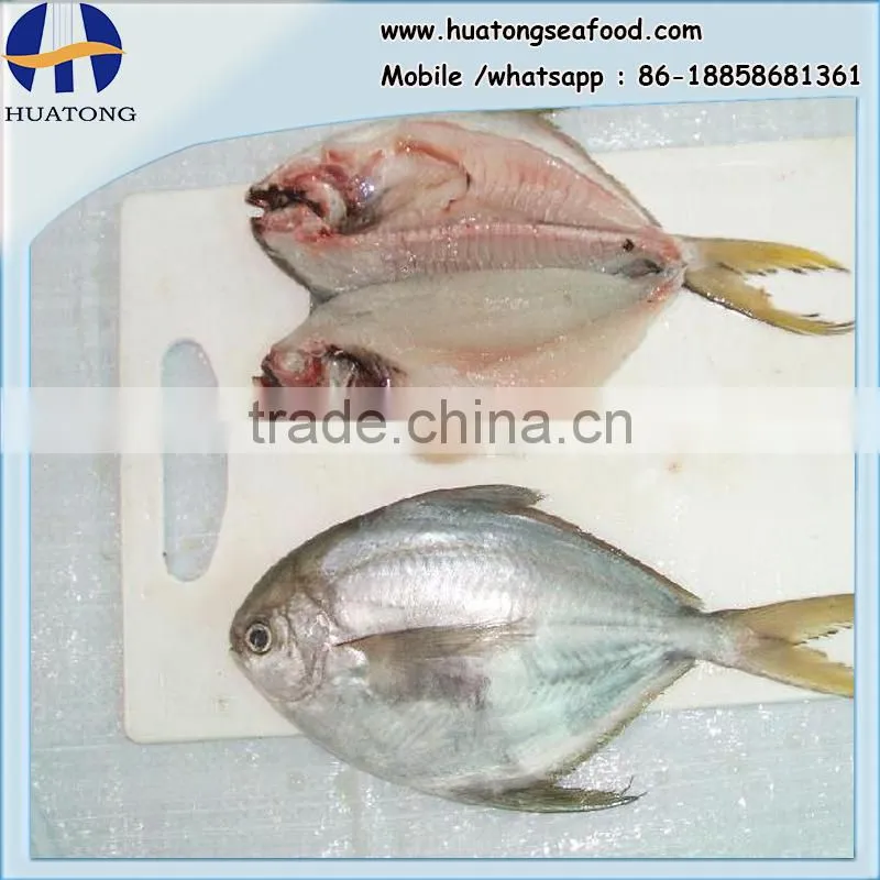 frozen butter fish whole round