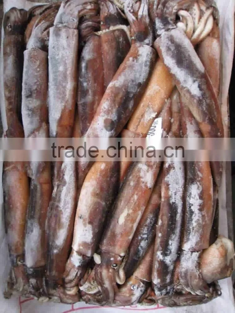 Whole round frozen squid argentina illex squid jigger catch wholesale