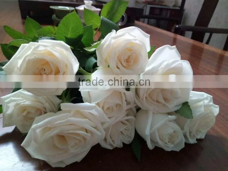 Supply Fresh Cut Flower Hot Sale 20 Stems/Bundle White Rose Wholesale From Yunnan,China