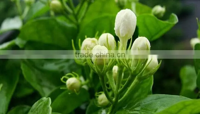 Organic Famous Jasmine Tea China Natural Good Grade Dragon Pear Tea