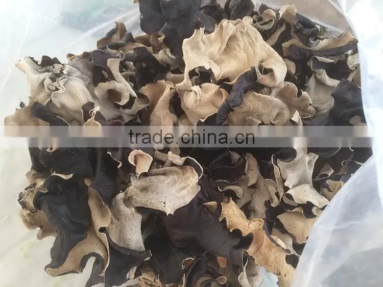 White Back Black Fungus with Lower Price
