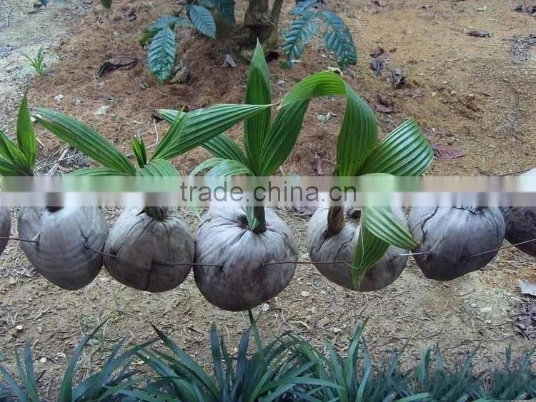 Coconut seedling