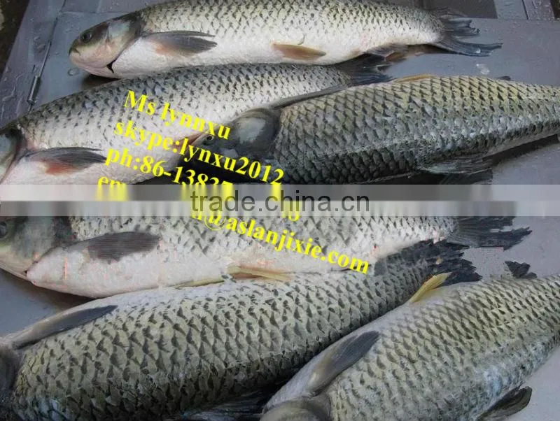 fish scaling gutting machine/automatic fish scaler