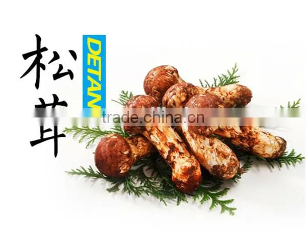 Matsutake Mushroom