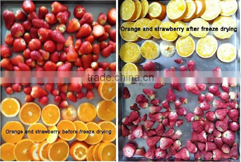 TPV-30F silicon oil heating freeze dryer lyophilizer equipment For food fruit (in situ drying, drying curve display)