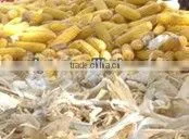 combined corn shelling and threshing machine