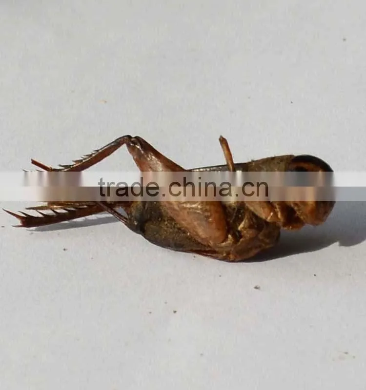 high quality cricket powder