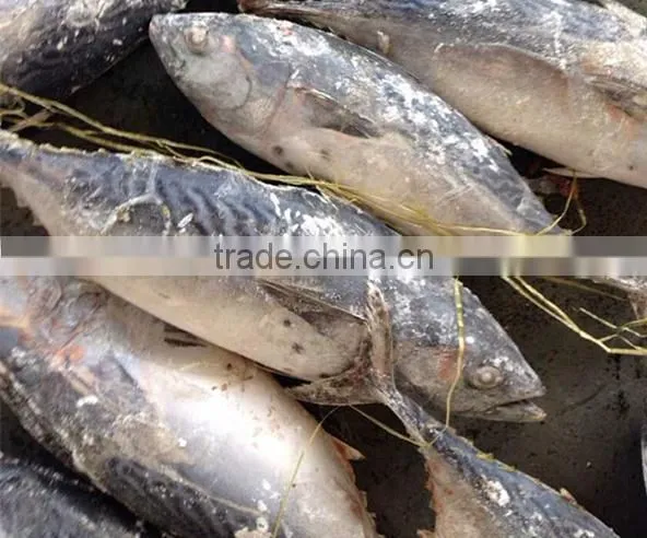 Frozen Fish Meat Of Tuna(Bonito Tuna)