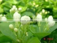 Jasmine tea. dried jasmine flower
