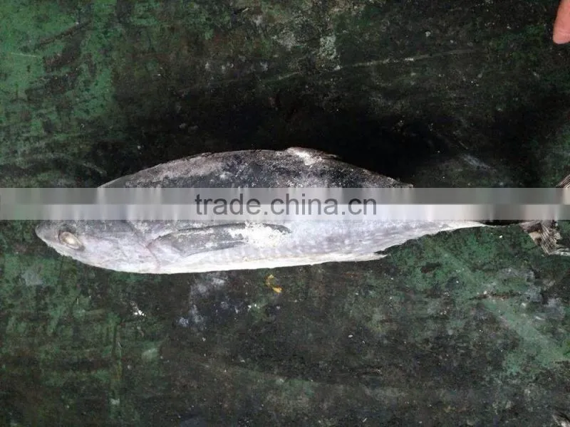 2016 newly coming fish 750g+ Frozen Whole Round Tuna