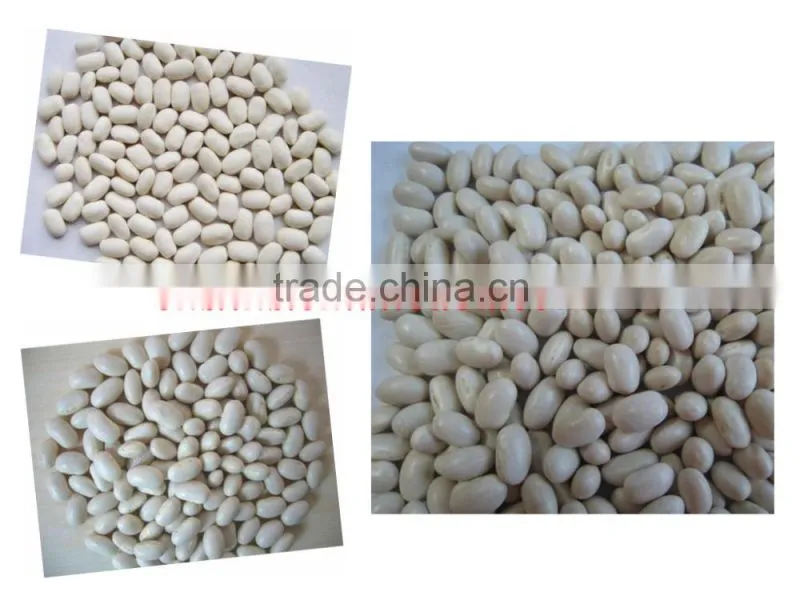 Chinese White kidney beans of wholesale price