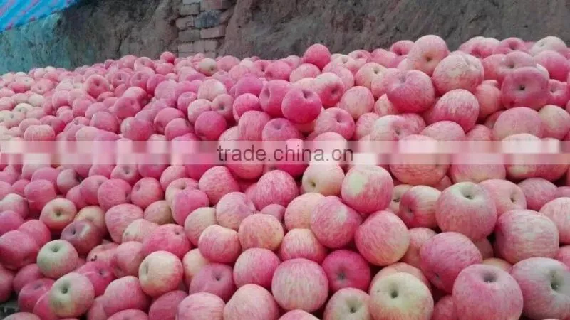 red fuji apple
