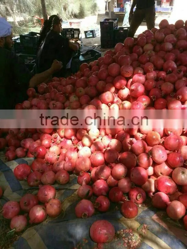 SWEET EGYPTIAN POMEGRANATE