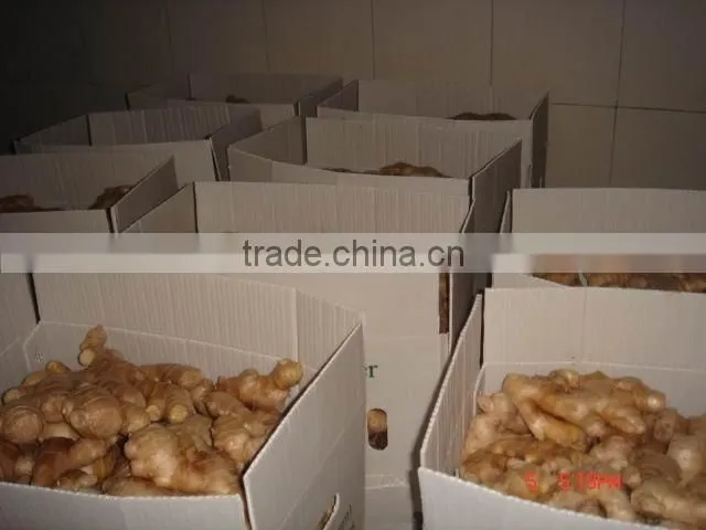 Specification fresh ginger