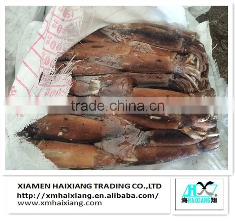 Frozen Argentinus Illex Squid Bait