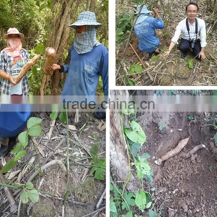 Thailand Butea Superba extract for Male Health
