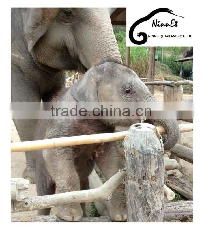 Wood Carved Elephant from Thailand