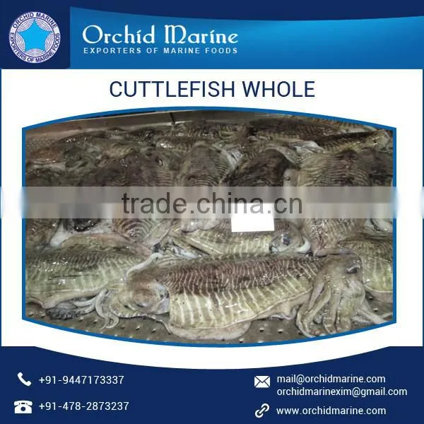 Cleaned and Frozen Whole Cuttle Fish at Export Price