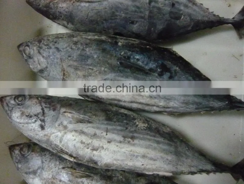 sea frozen skipjack tuna and yellowfin tuna