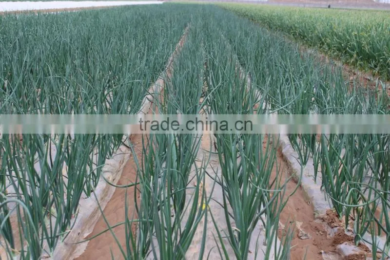 onions exporters