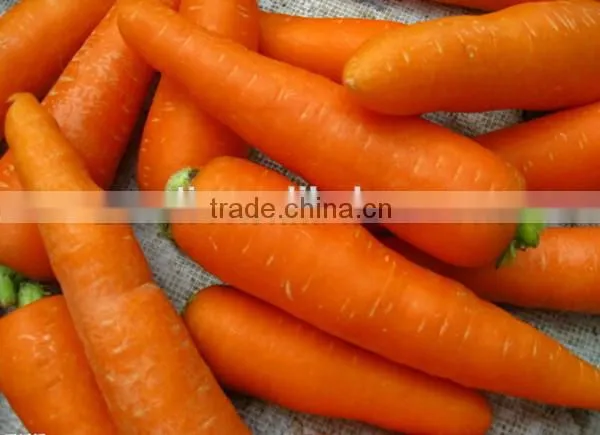 Hot sale potato garlic cleaning peeling machine for commercial use