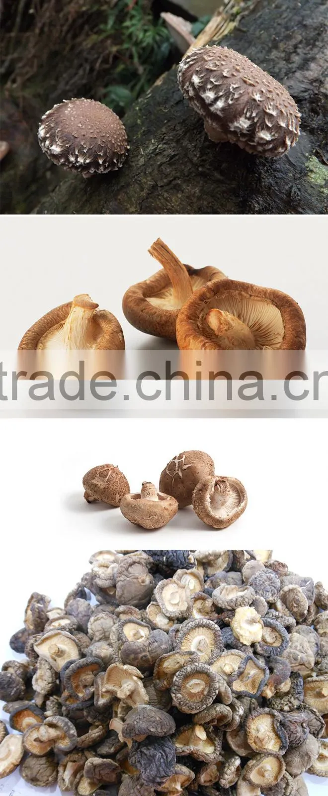 Best fresh matsutake mushroom for sale Frozen Mushrooms