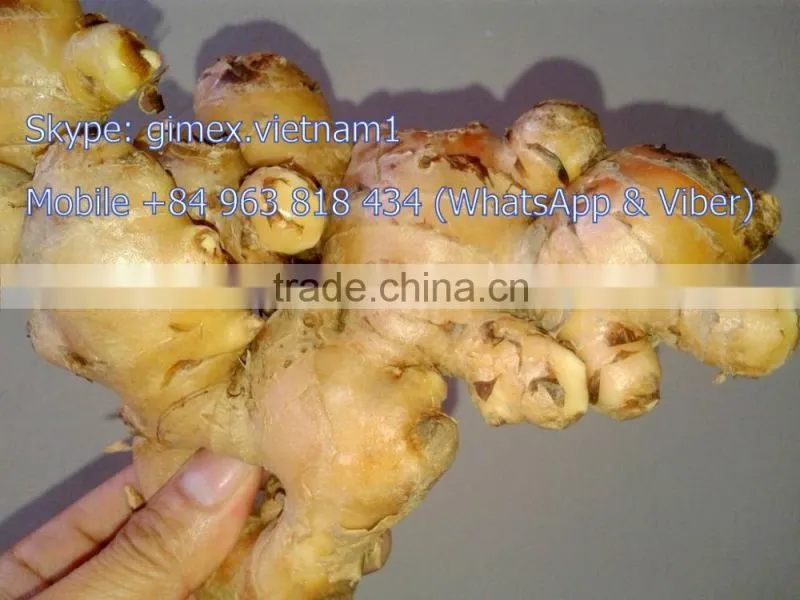 GINGER NEW HARVEST SEASON / Kype: gimex.vietnam1
