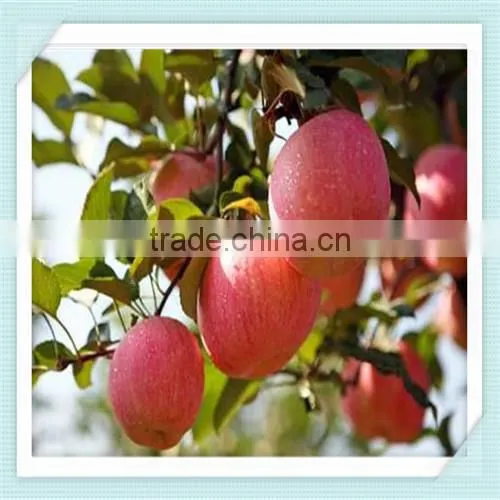 chinese fuji apple