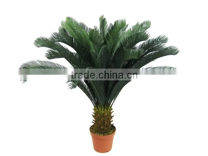 Cycas revoluta .