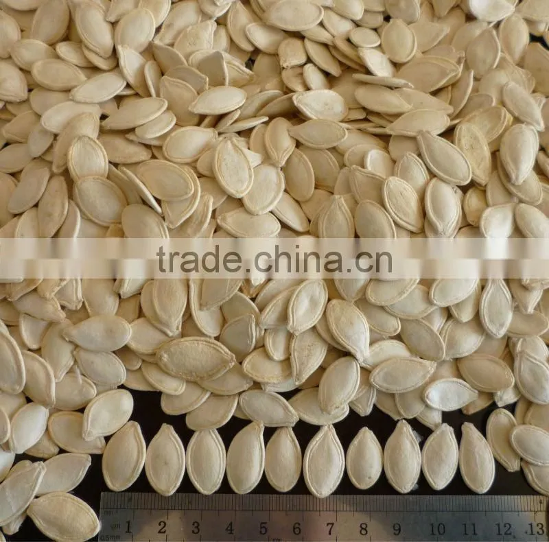hgh quality roasted and saltd pumpkin seeds 11cm,12cm,13cm